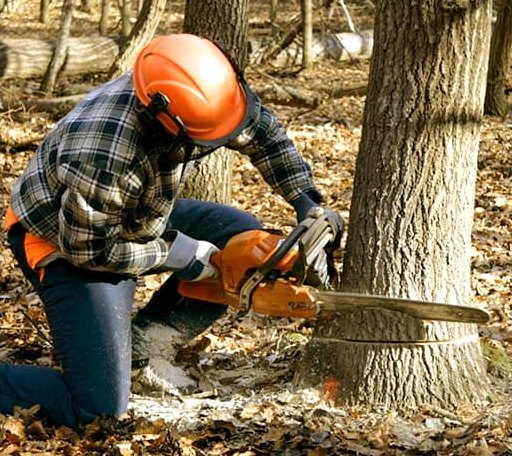 Tree Removal in Thetford Center, VT